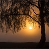 Silver birch (Betula pendula) silhouetted at sunrise
